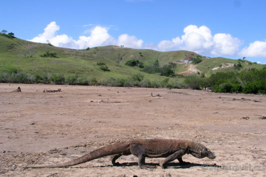 Komodo: dračí ostrovy