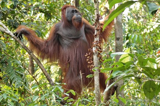 Borneo
