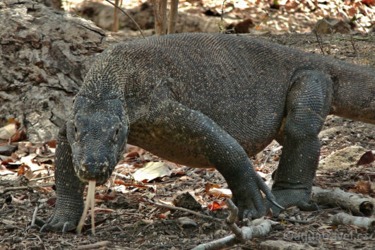 Komodo