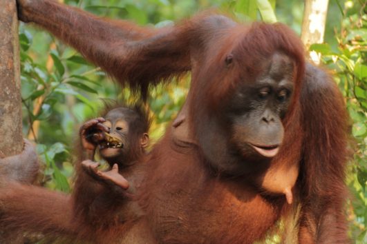 Kalimantan a Derawan: orangutani a želví ostrovy
