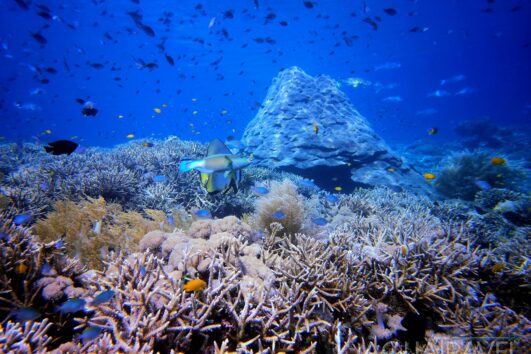 Potápění na Misool & Triton Bay: neobjevený ráj Raja Ampat