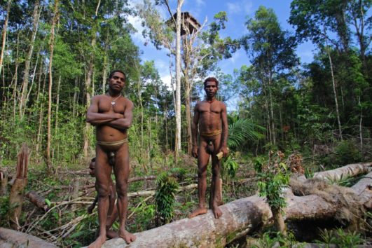Papua: stromoví lidé Korowai