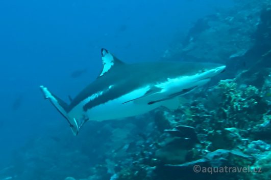 Potápění na Raja Ampat