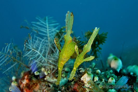Potápění na Sulawesi: Bunaken & Lembeh